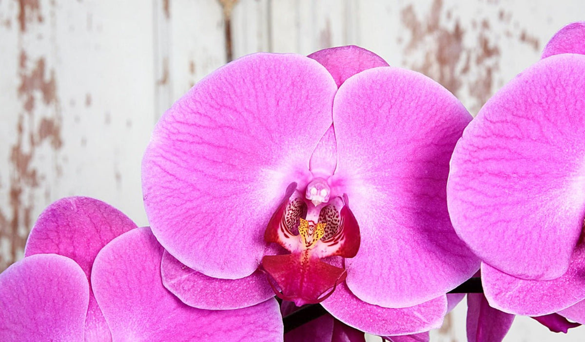 All About Owl Orchids: The Unique and Enchanting Orchid Variety - Tooka Florist