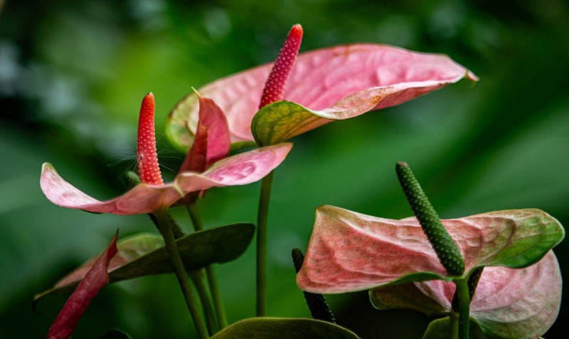 Anthurium Flowers: Stunning Spring Bouquets in Vancouver - Tooka Florist