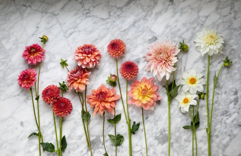 Best Flowers for Bouquets: Stunning Blooms That Make Every Arrangement Special - Tooka Florist