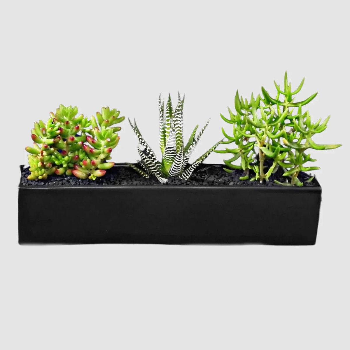 Black Sand Succulent: A Bold Touch of Elegance for Your Space - Tooka Florist