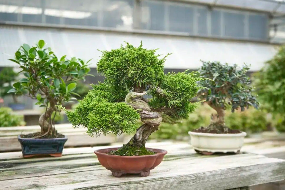 Bring Nature Inside with Indoor Bonsai Trees from Tooka Florist - Tooka Florist