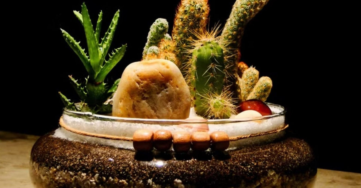 Creating a Stunning Desert Terrarium: Tips and Tricks - Tooka Florist