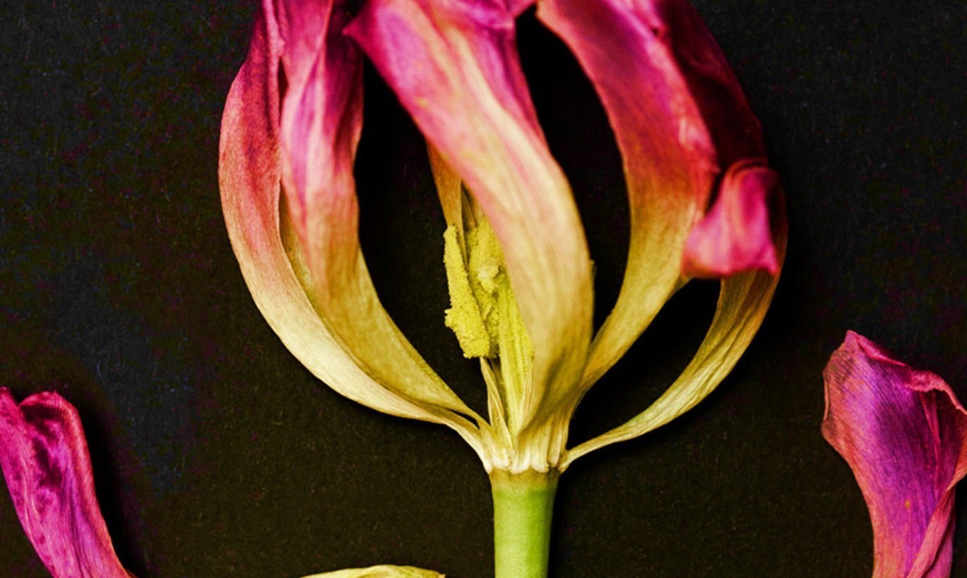 Embrace the Mystery with Secret Love - Tooka Florist