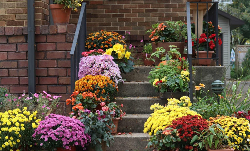 Flowers to Plant Outside: Brighten Your Garden with These Stunning Outdoor Blooms - Tooka Florist