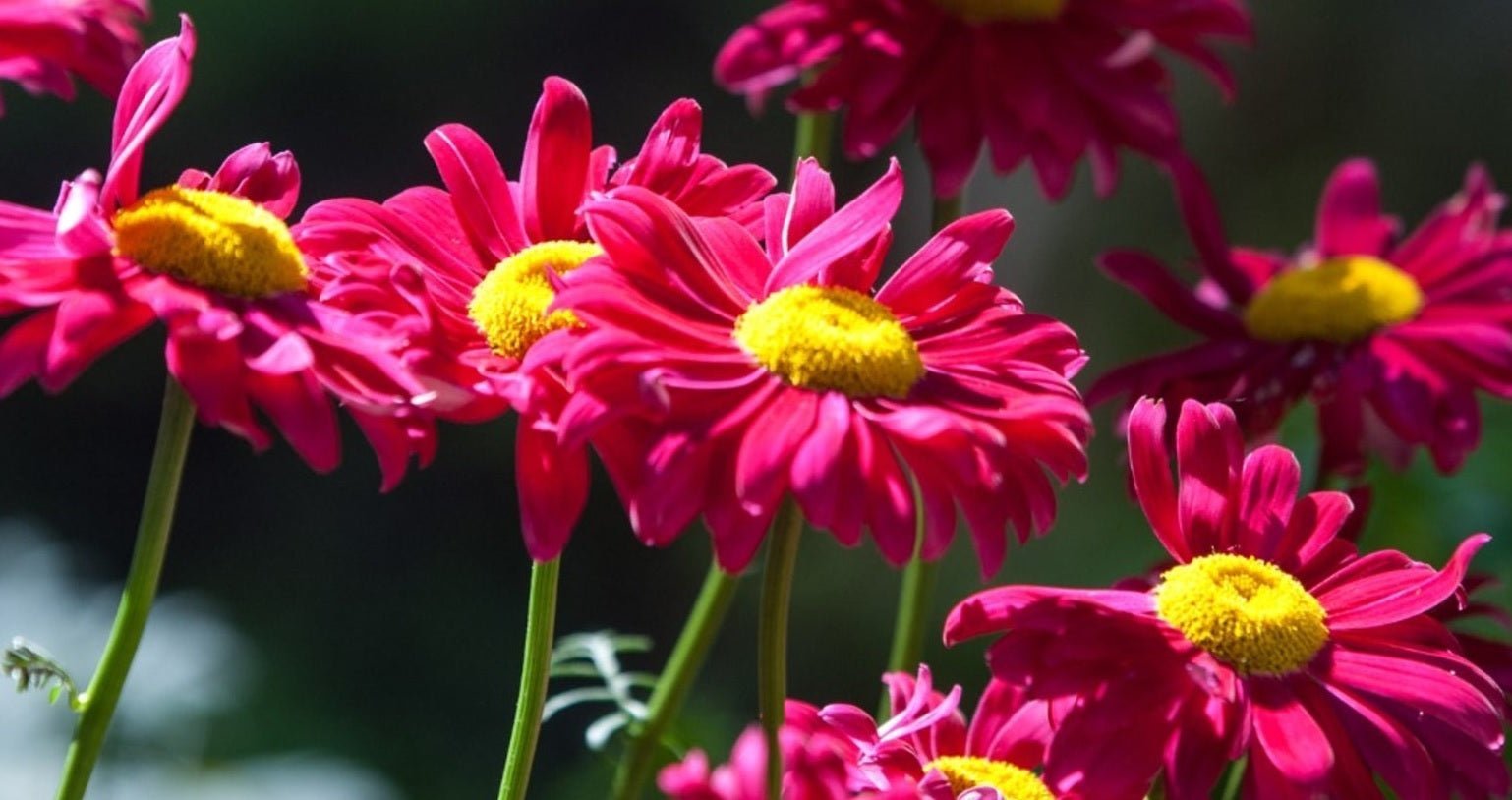 How to Choose the Best Daisies for Your Home or Garden - Tooka Florist