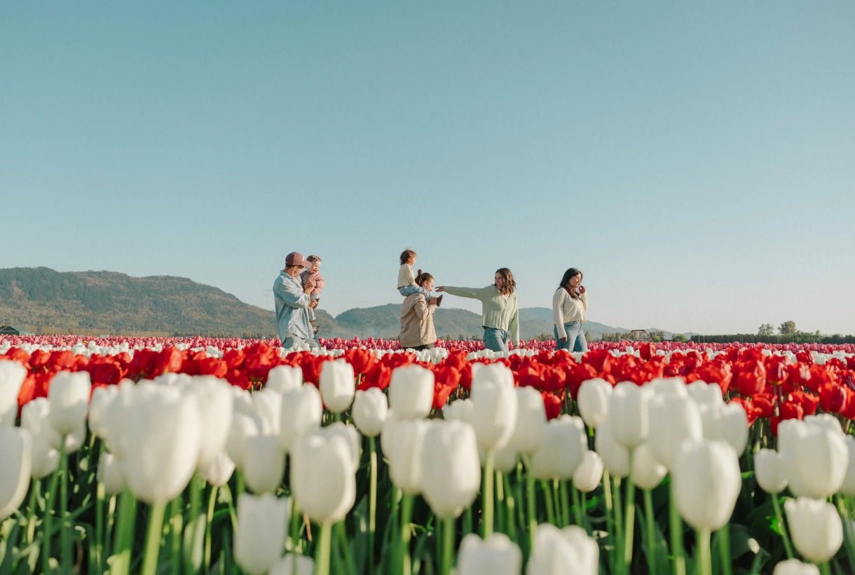 How to Choose the Best Tulips in Vancouver - Tooka Florist