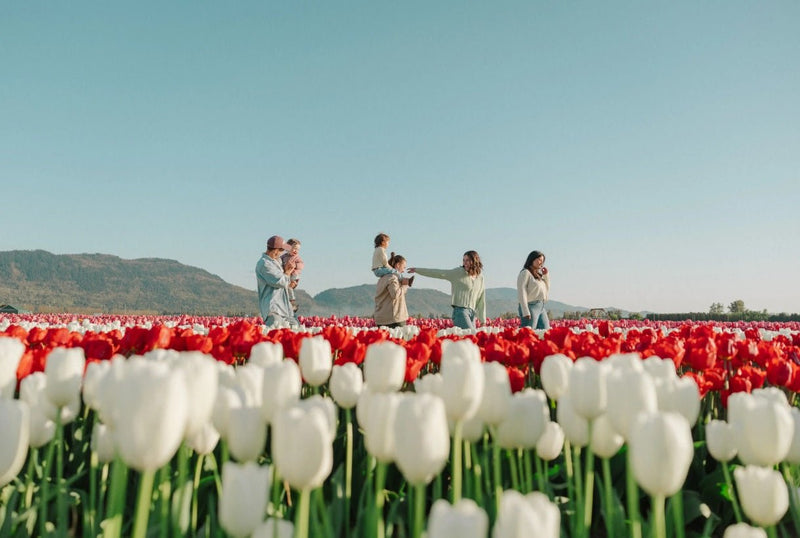 How to Choose the Best Tulips in Vancouver - Tooka Florist
