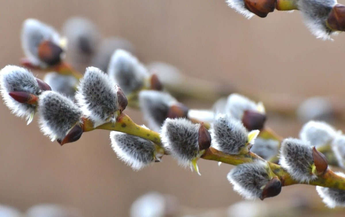 How to Dry Pussy Willows: A Step-by-Step Guide - Tooka Florist