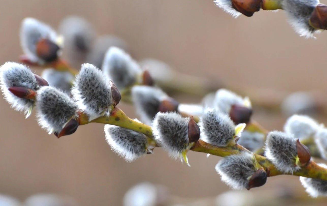 How to Dry Pussy Willows: A Step-by-Step Guide - Tooka Florist