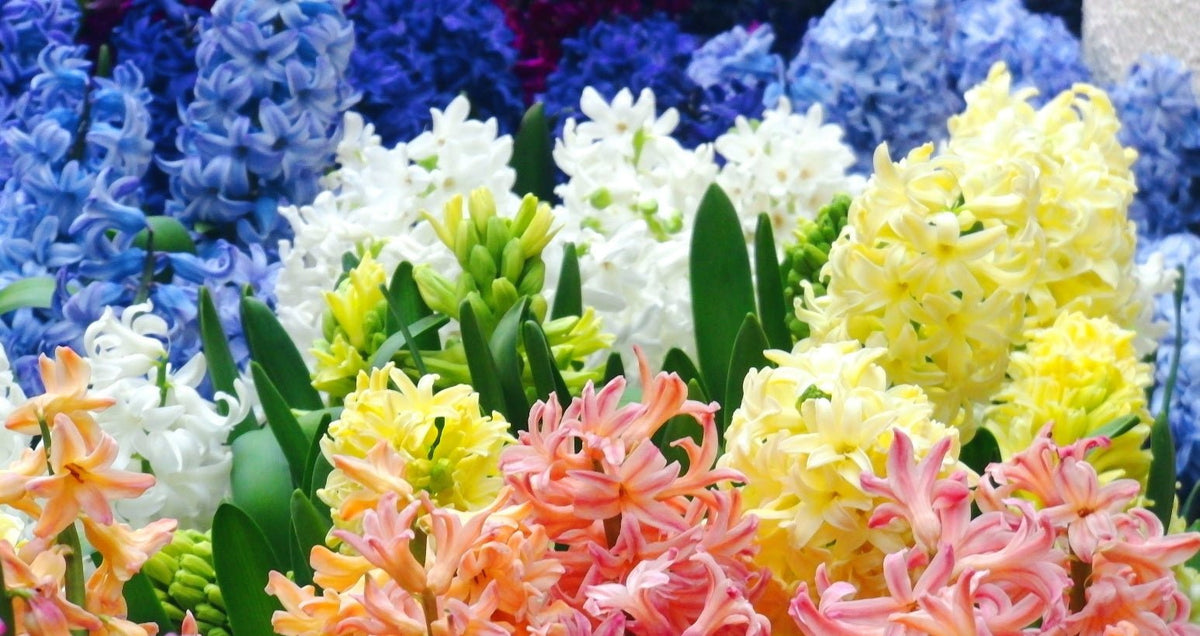 How to Find the Best Hyacinths in Vancouver - Tooka Florist