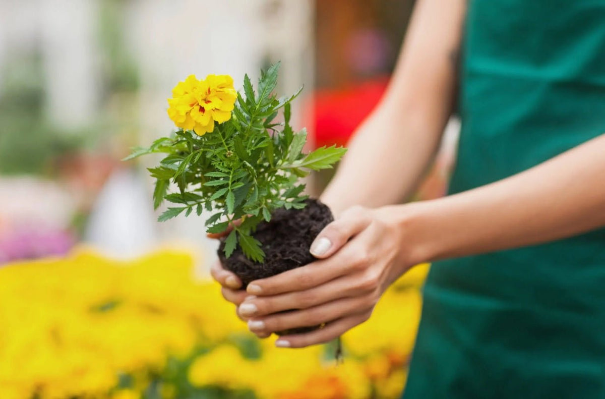 National Plant a Flower Day – Celebrate with Tooka Florist Vancouver - Tooka Florist