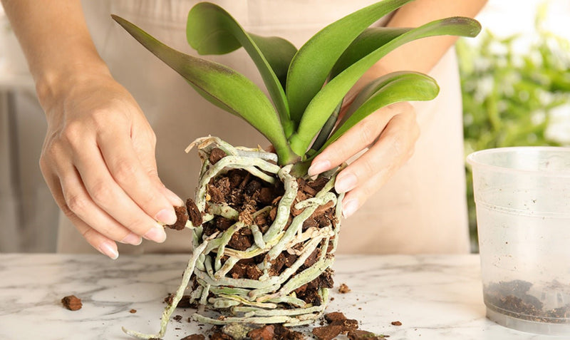Orchid Care Tips: How to Keep Your Orchids Healthy and Blooming - Tooka Florist