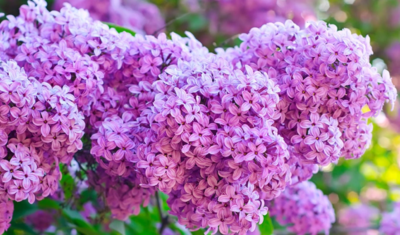 The Best Flowers to Plant in Your Garden This Spring - Tooka Florist