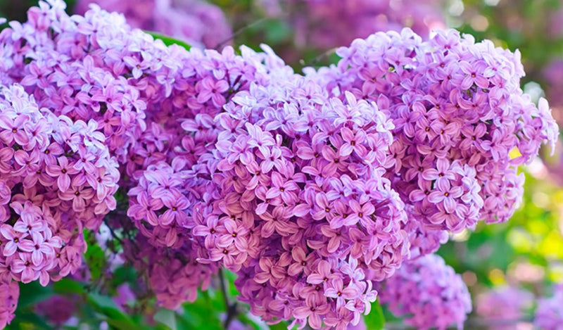 The Best Flowers to Plant in Your Garden This Spring - Tooka Florist