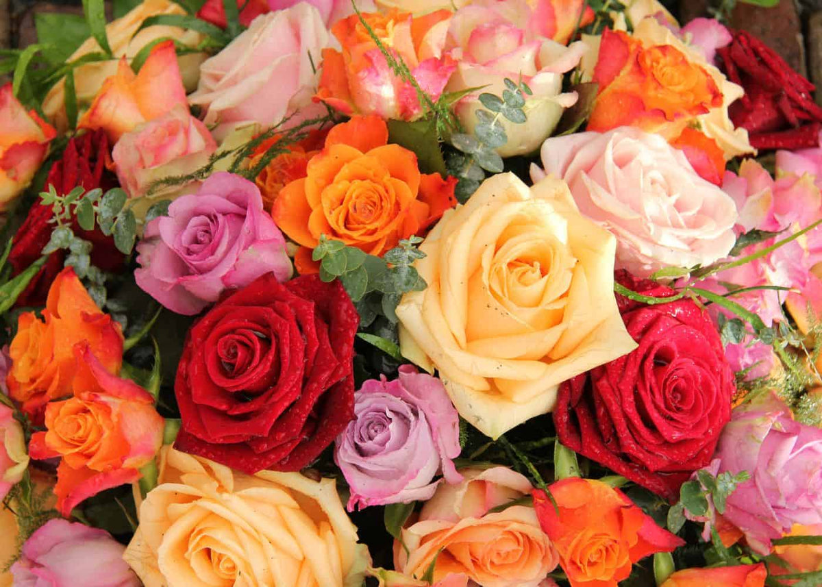 The Meaning Behind Different Rose Colors - A Guide to Rose Color Meanings for Every Occasion - Tooka Florist
