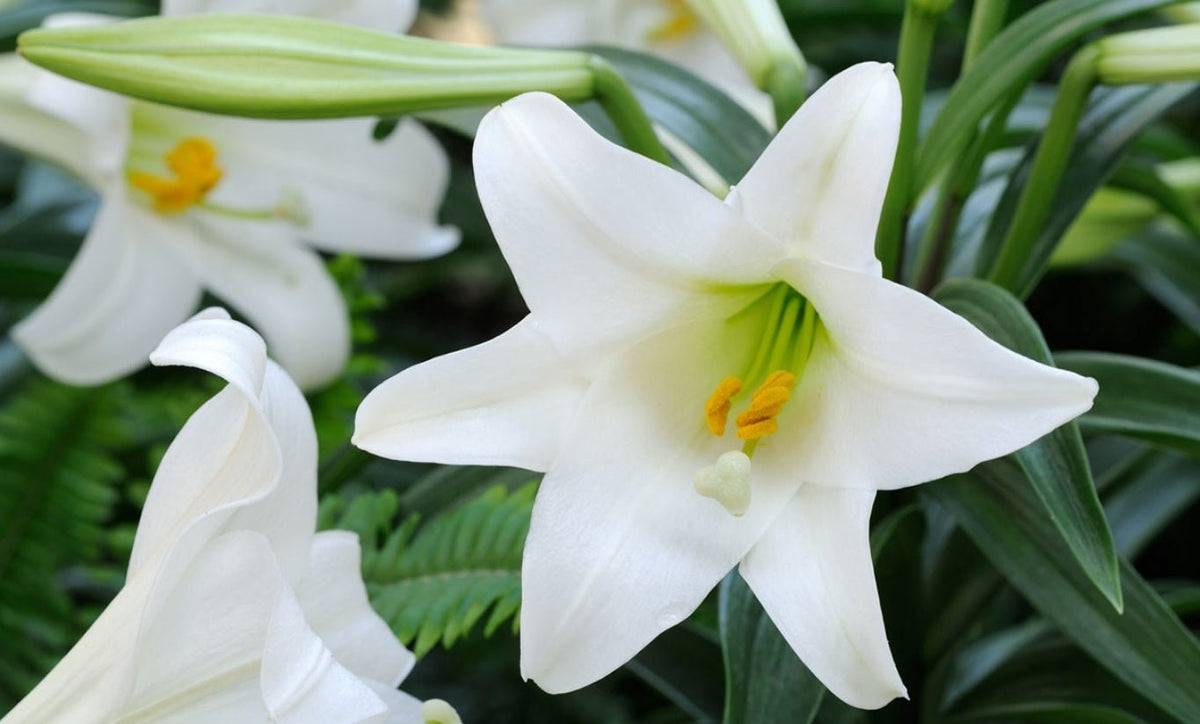 The Symbolism and Beauty of Easter Lilies - Tooka Florist