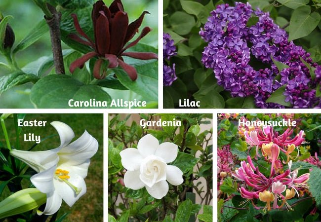 What Are the Most Fragrant Flowers for Gifting? - Tooka Florist