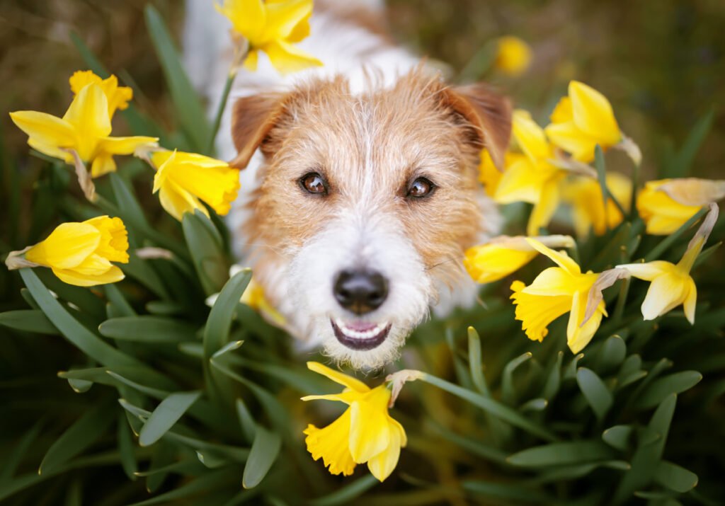 What Flowers Are Safe for Pets? - Tooka Florist