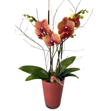 Coral orchid - Tooka Florist