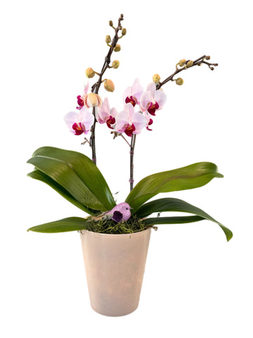 Coral orchid - Tooka Florist