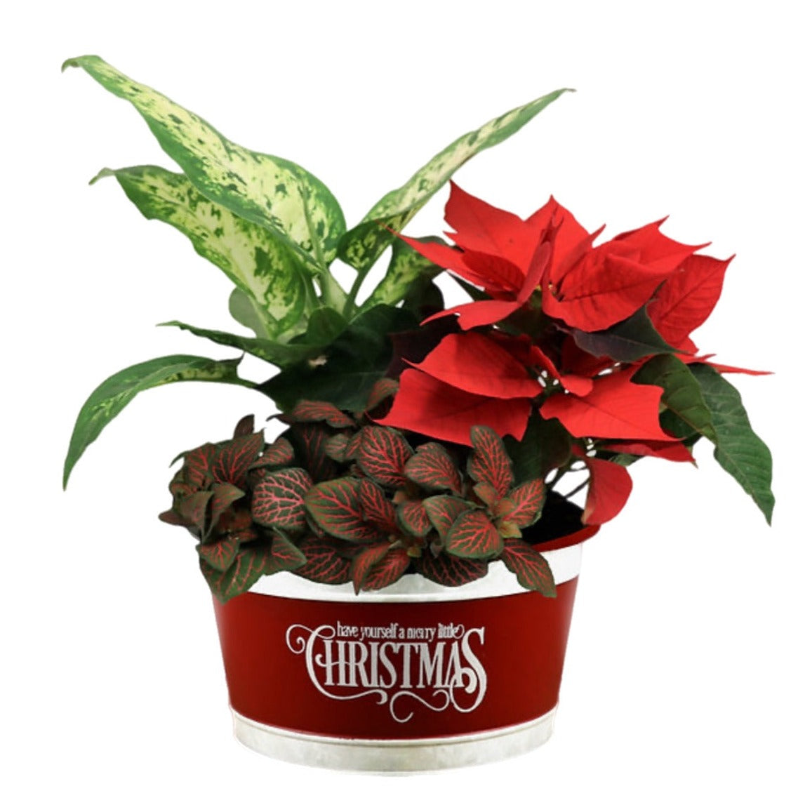 Christmas Mixed Planter - Tooka Florist