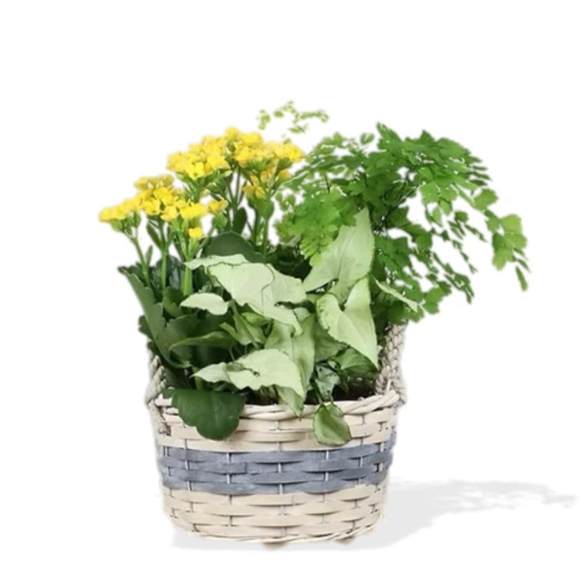 Green & Yellow Blooming Plant Basket