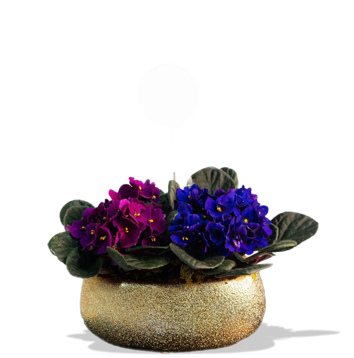 African Violets in Gold Pot by Tooka Florist – Luxury Flowers Serving North, West & Greater Vancouver