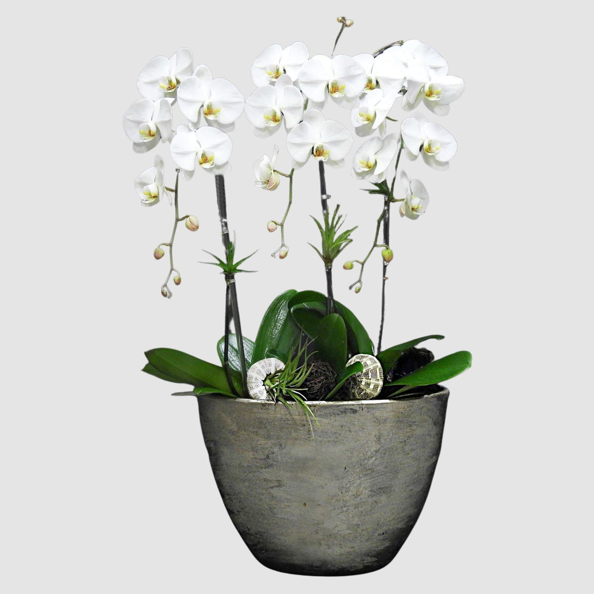 Air Plant Orchid by Tooka Florist – Luxury Flowers Serving North, West & Greater Vancouver