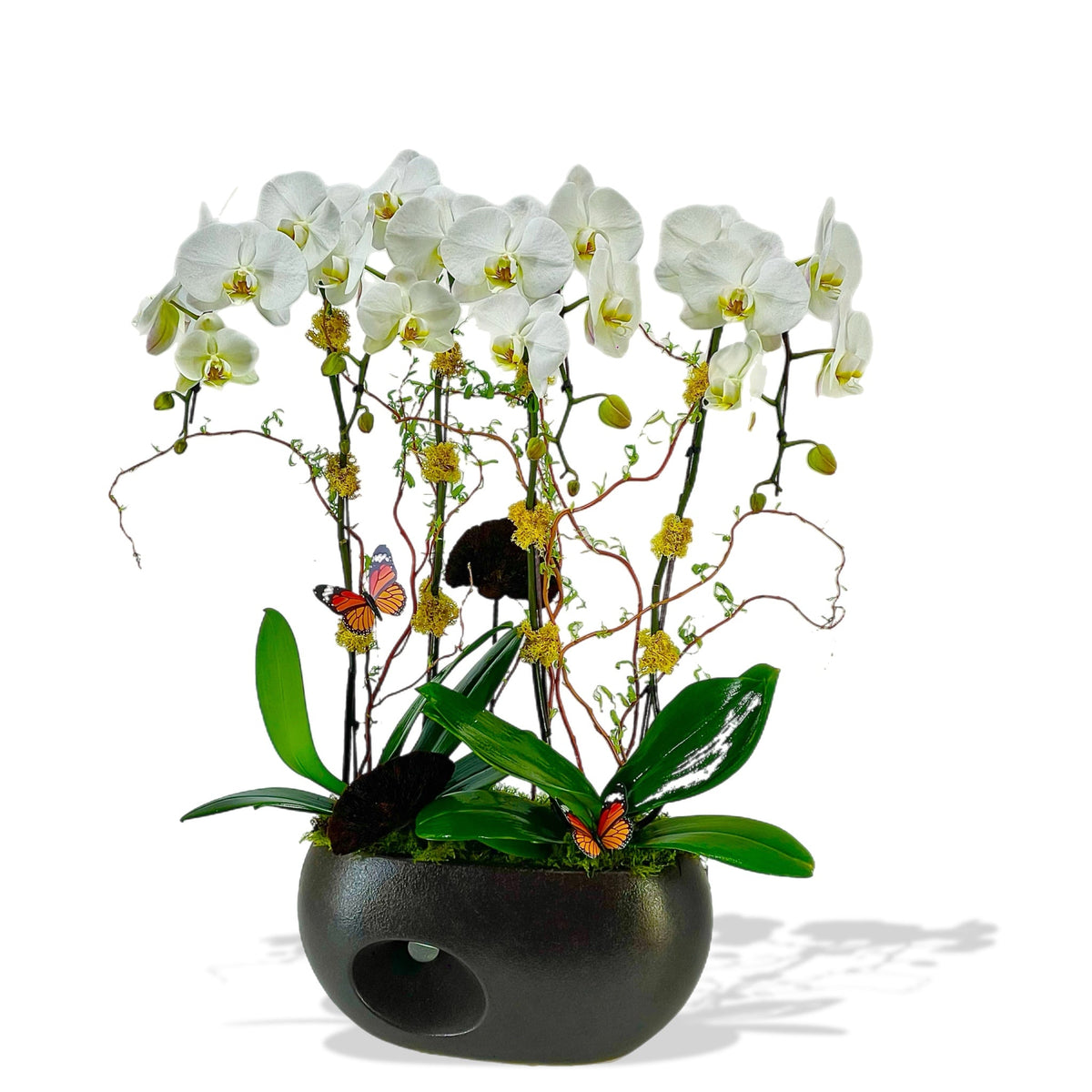 Butterfly Harmony Orchid Planter by Tooka Florist – Luxury Flowers Serving North, West & Greater Vancouver
