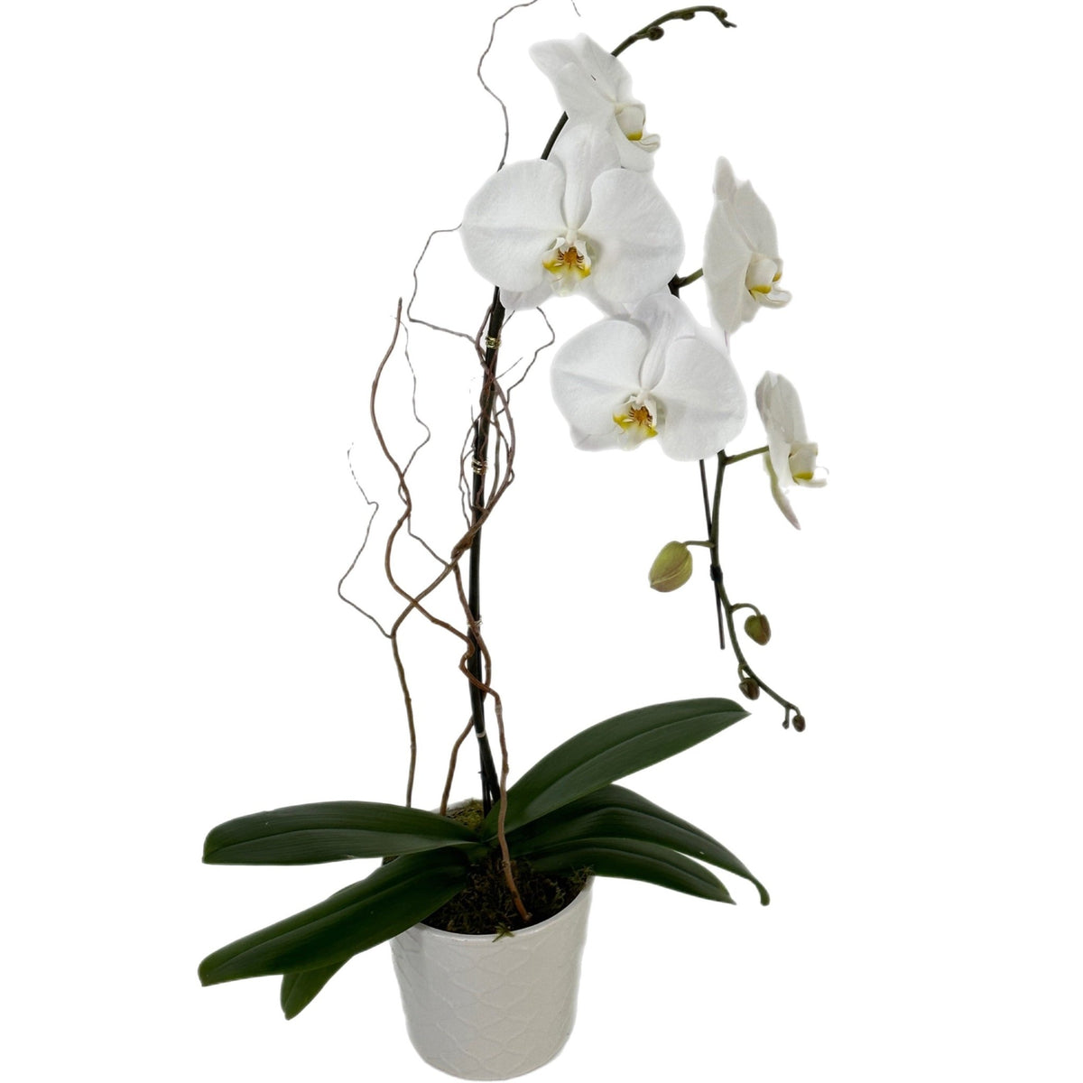 Delecate Duo by Tooka Florist – Luxury Flowers Serving North, West & Greater Vancouver