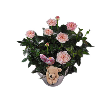 Miniature Rose - Tooka Florist