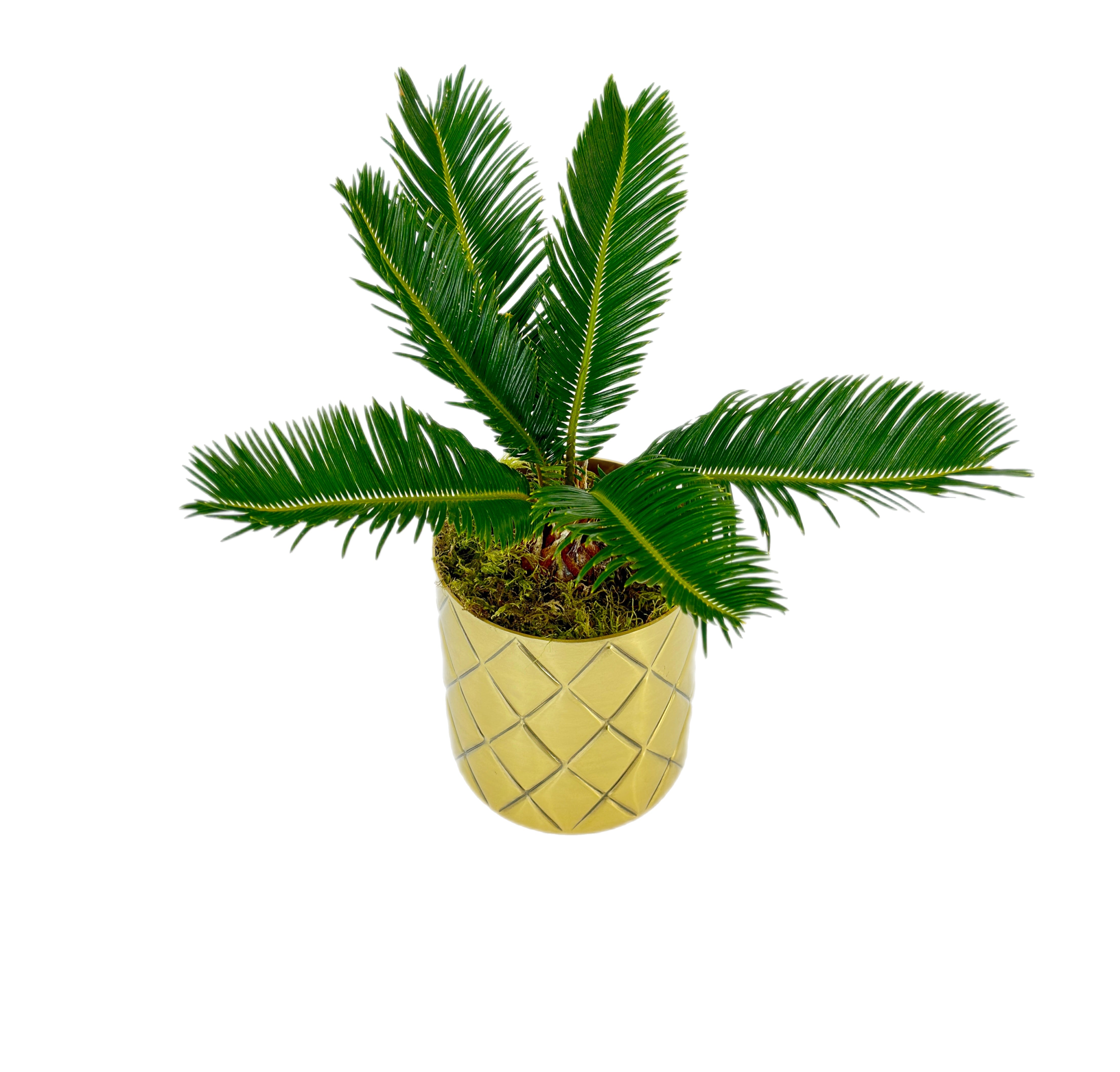 Sago Palm(sycas) - Tooka Florist