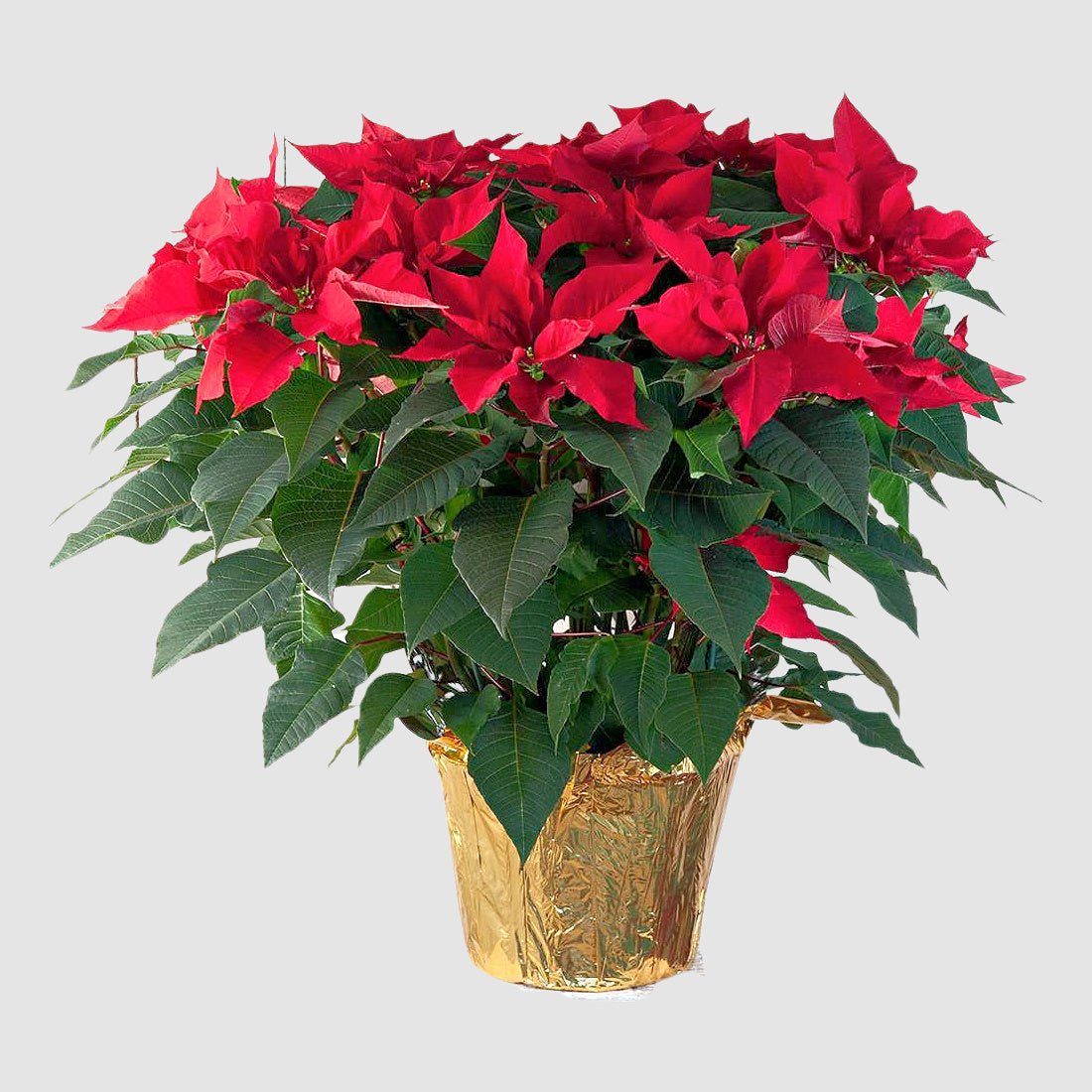 Large Poinsettia by Tooka Florist – Luxury Flowers Serving North, West & Greater Vancouver