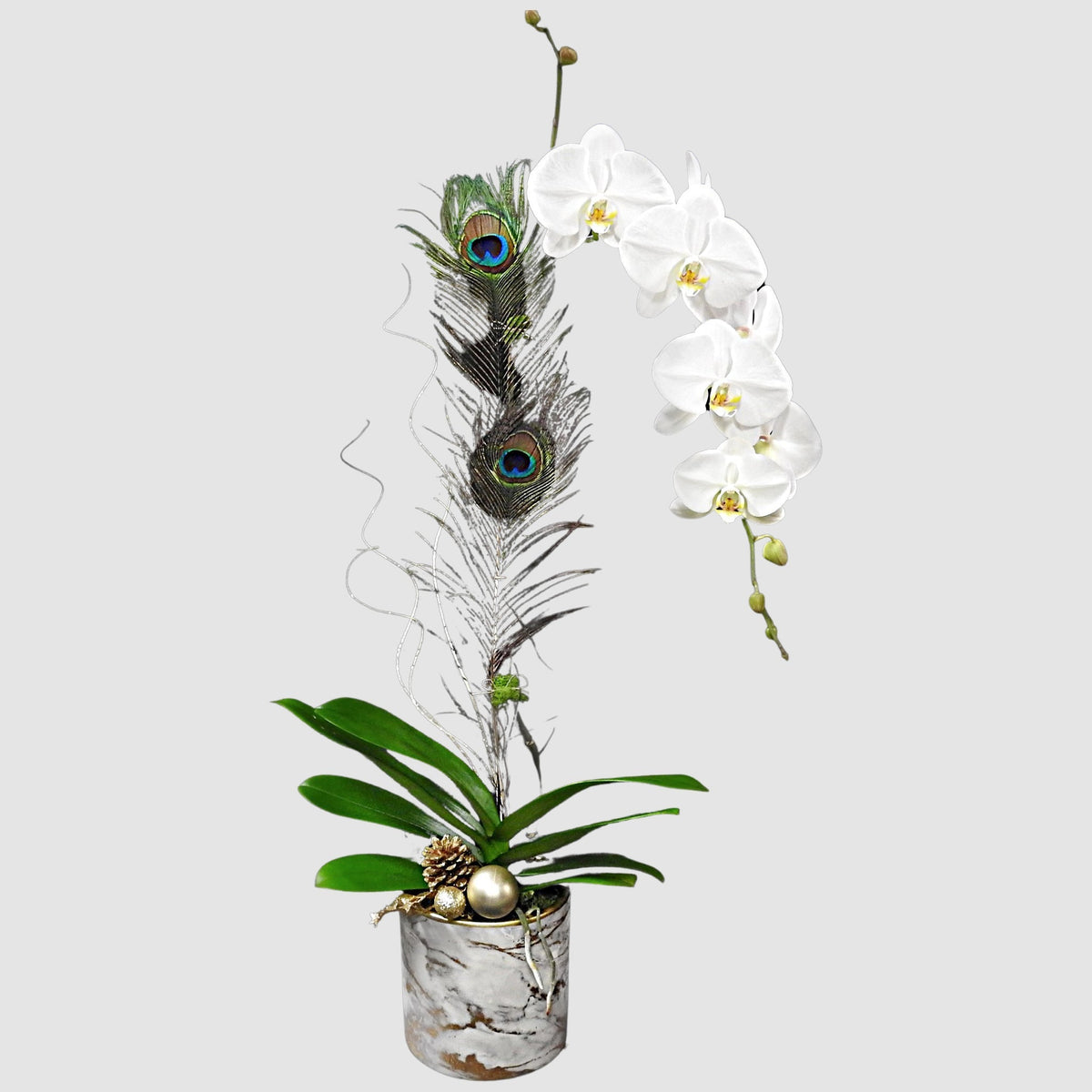 Marble Phalaenopsis by Tooka Florist – Luxury Flowers Serving North, West & Greater Vancouver