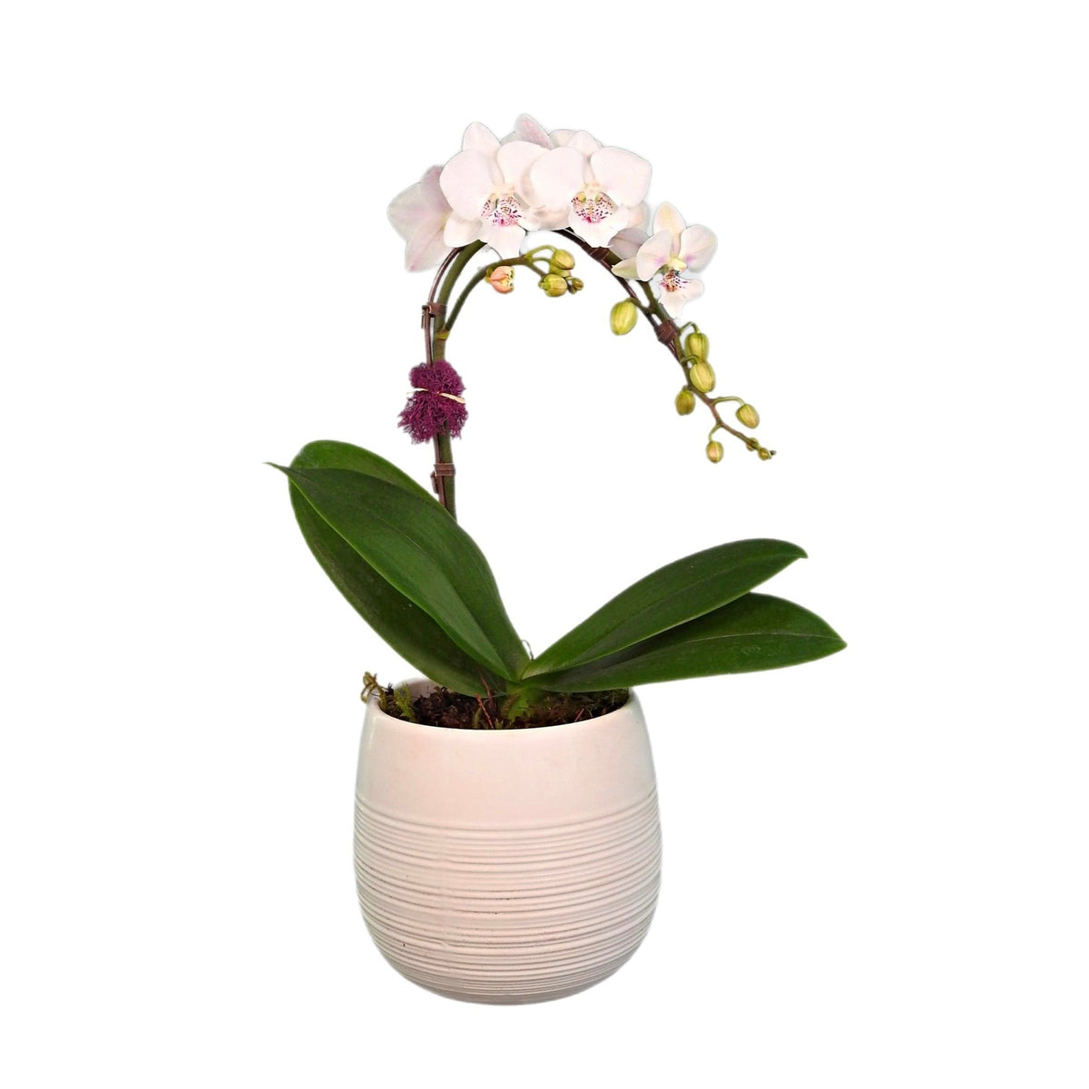 Miniature White Delight Orchid by Tooka Florist – Luxury Flowers Serving North, West & Greater Vancouver
