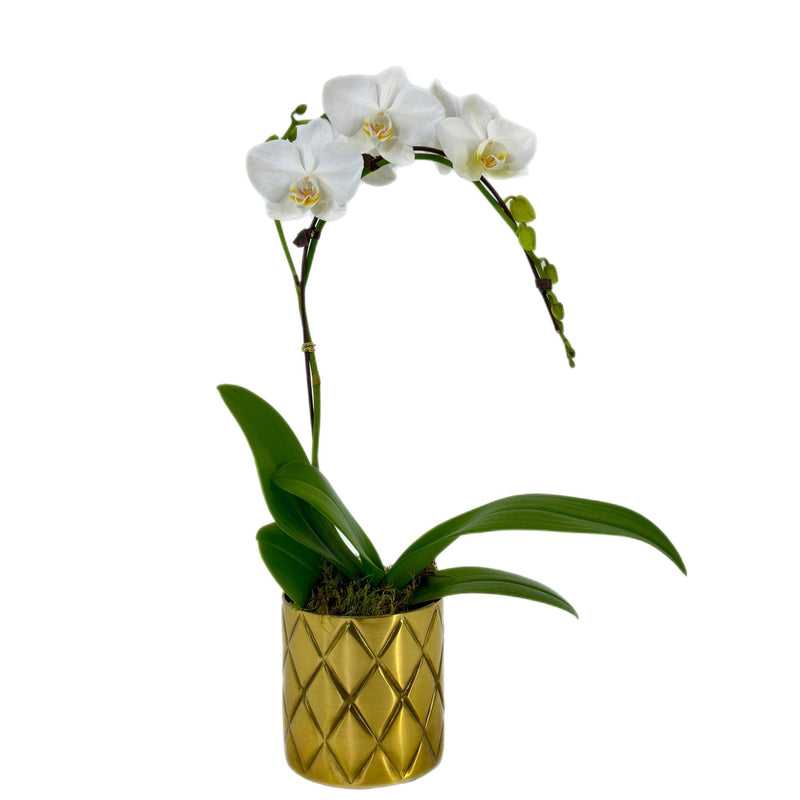 Miniature White Delight Orchid by Tooka Florist – Luxury Flowers Serving North, West & Greater Vancouver