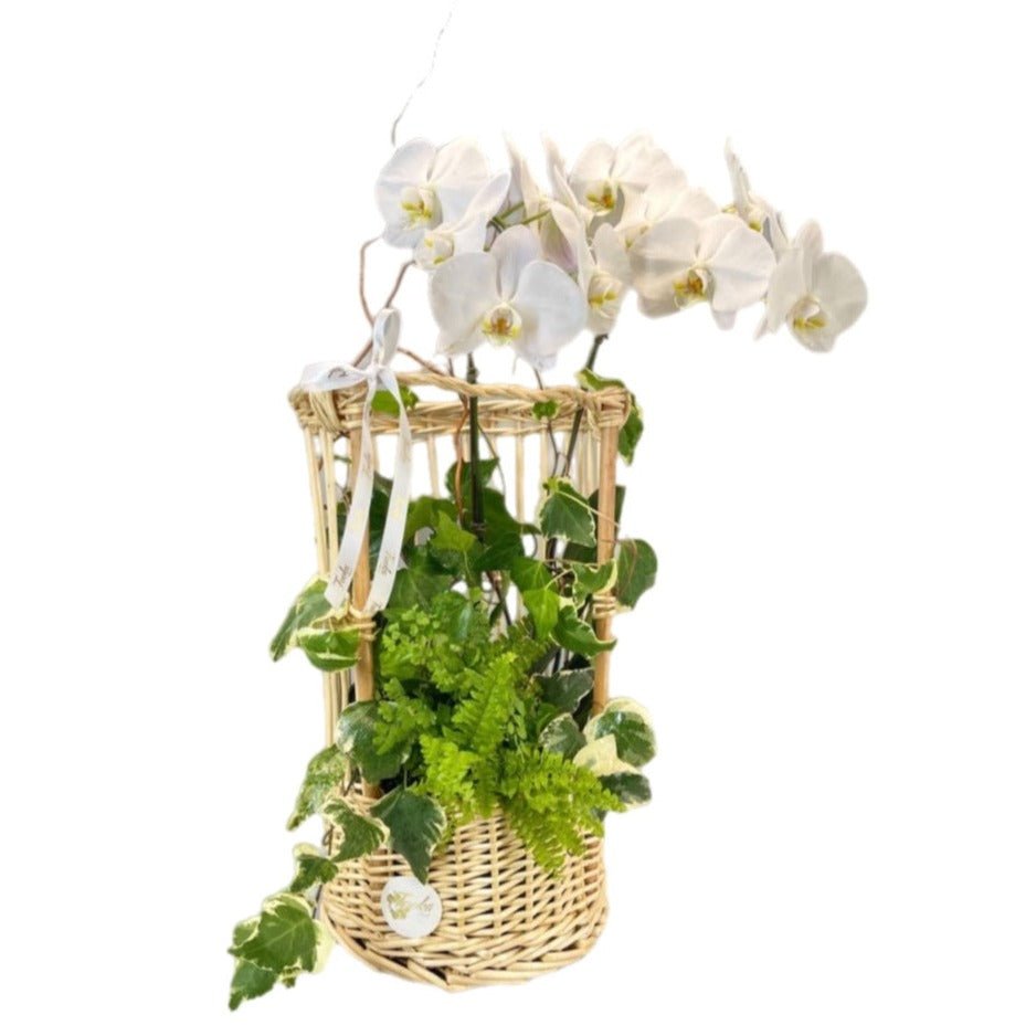 Orchid Basket by Tooka Florist – Luxury Flowers Serving North, West & Greater Vancouver