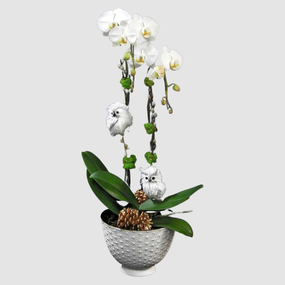 Owl Orchids by Tooka Florist – Luxury Flowers Serving North, West & Greater Vancouver