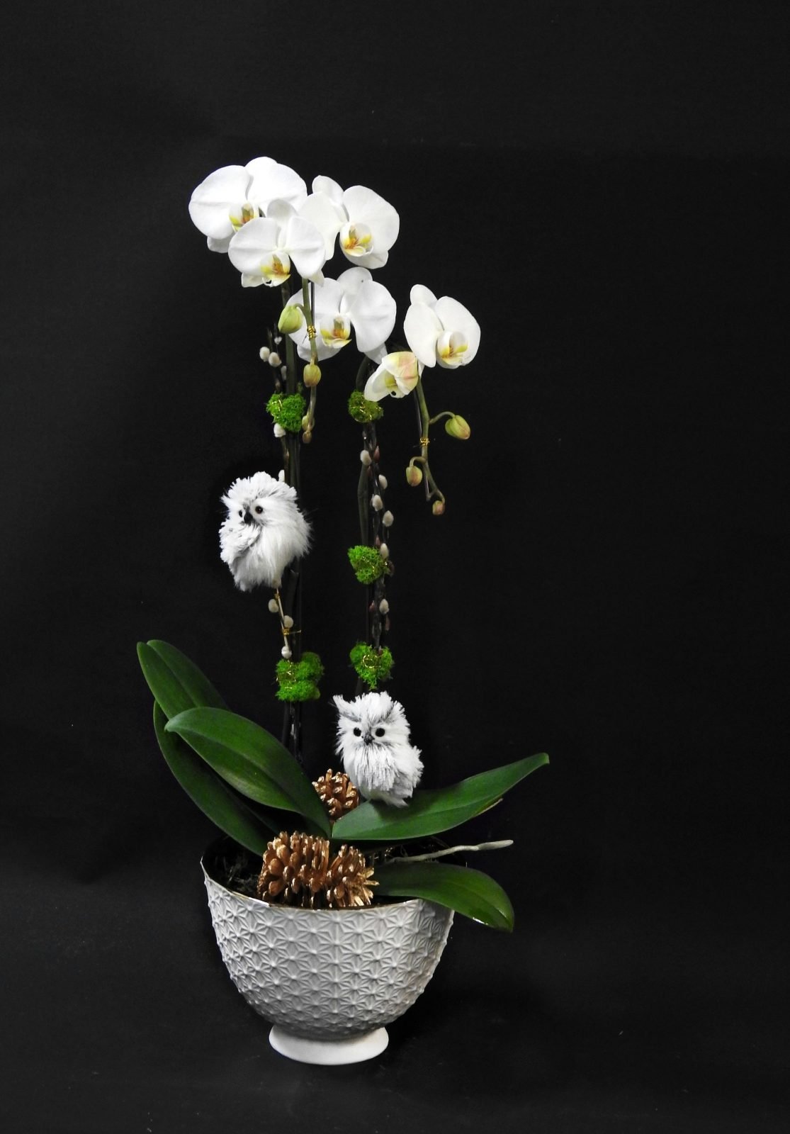 Owl Orchids by Tooka Florist – Luxury Flowers Serving North, West & Greater Vancouver