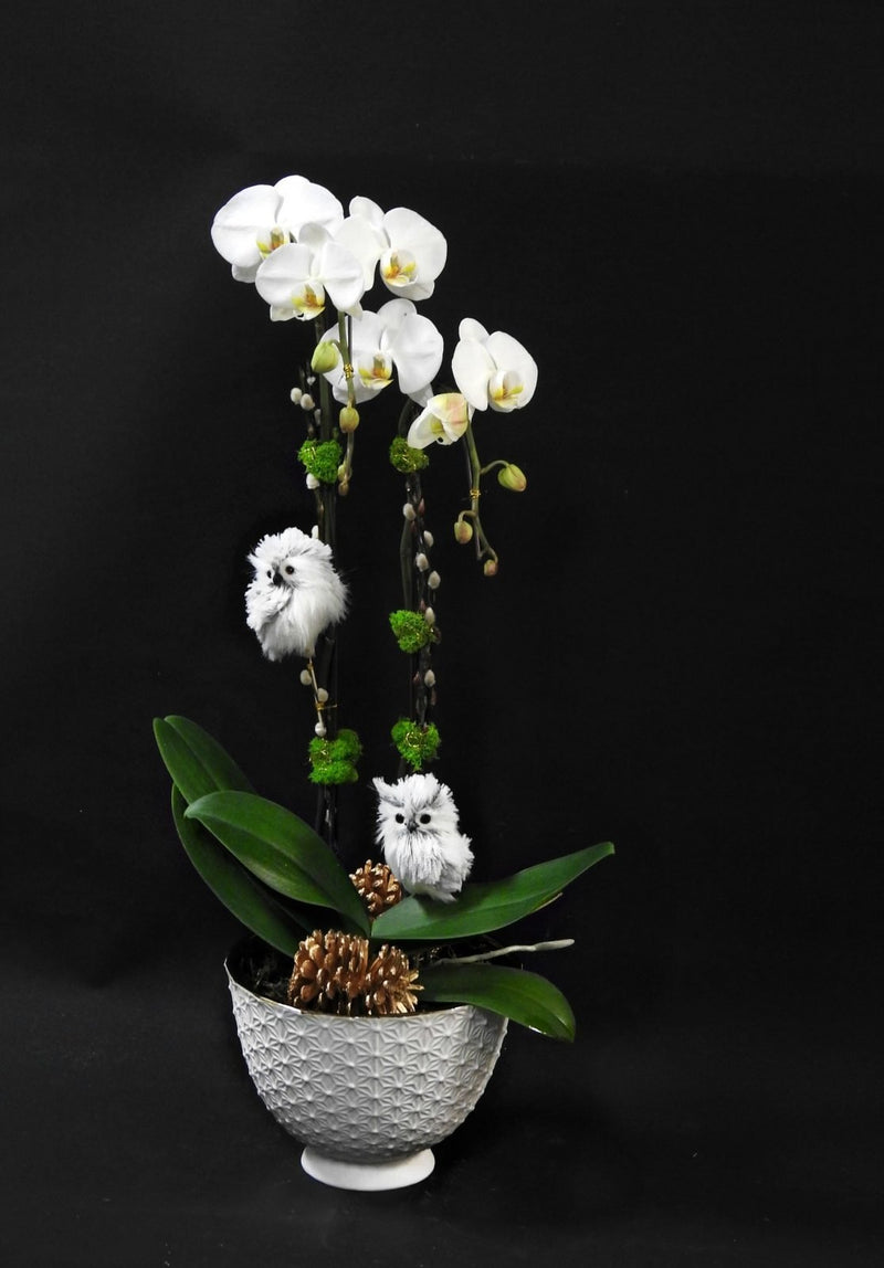 Owl Orchids by Tooka Florist – Luxury Flowers Serving North, West & Greater Vancouver