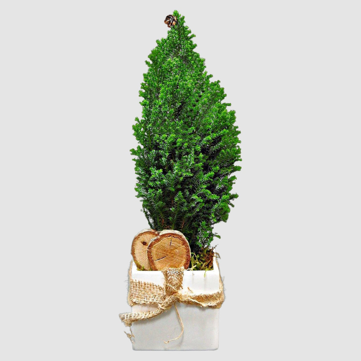 Pure White by Tooka Florist – Luxury Flowers Serving North, West & Greater Vancouver