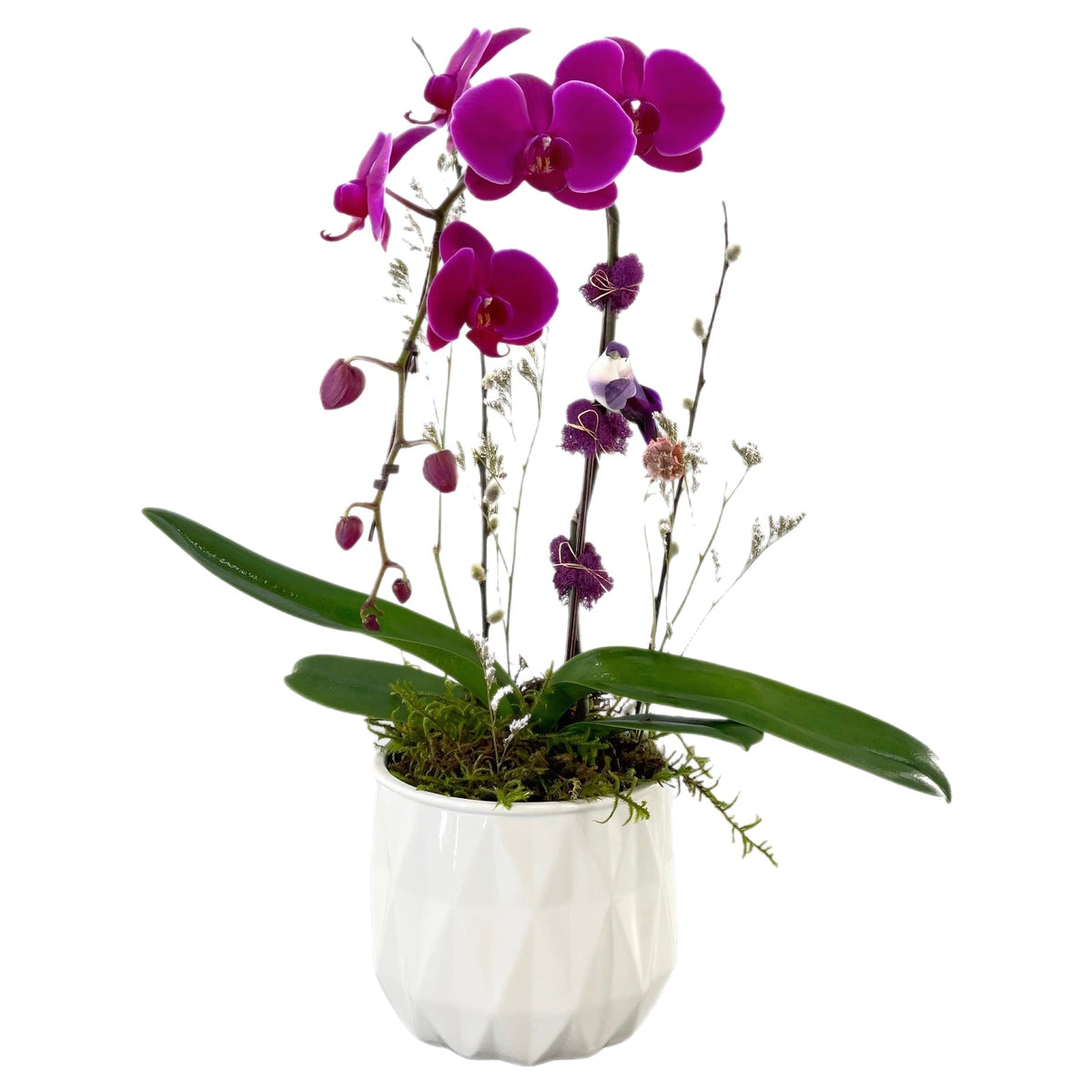 Sugar Plum Orchid by Tooka Florist – Luxury Flowers Serving North, West & Greater Vancouver