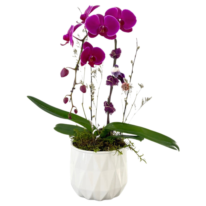 Sugar Plum Orchid by Tooka Florist – Luxury Flowers Serving North, West & Greater Vancouver