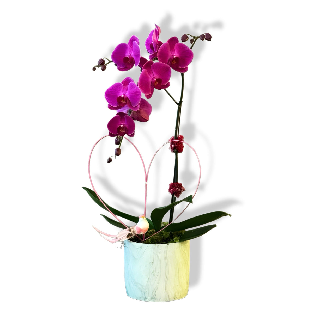Sugar Plum Orchid by Tooka Florist – Luxury Flowers Serving North, West & Greater Vancouver