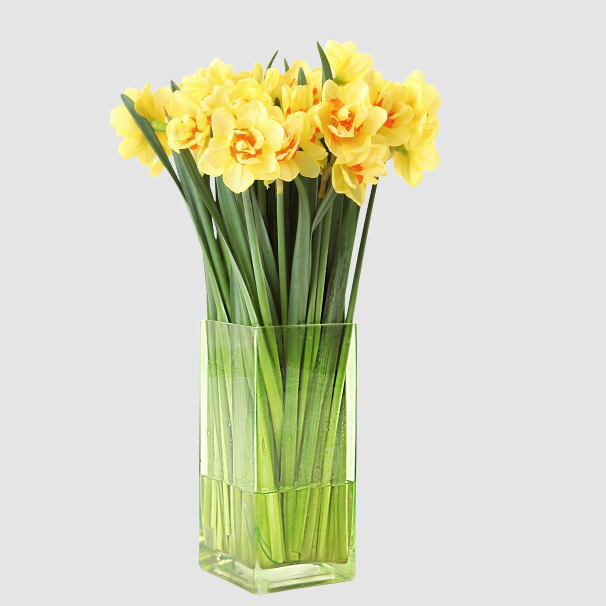 The Daffodil by Tooka Florist – Luxury Flowers Serving North, West & Greater Vancouver