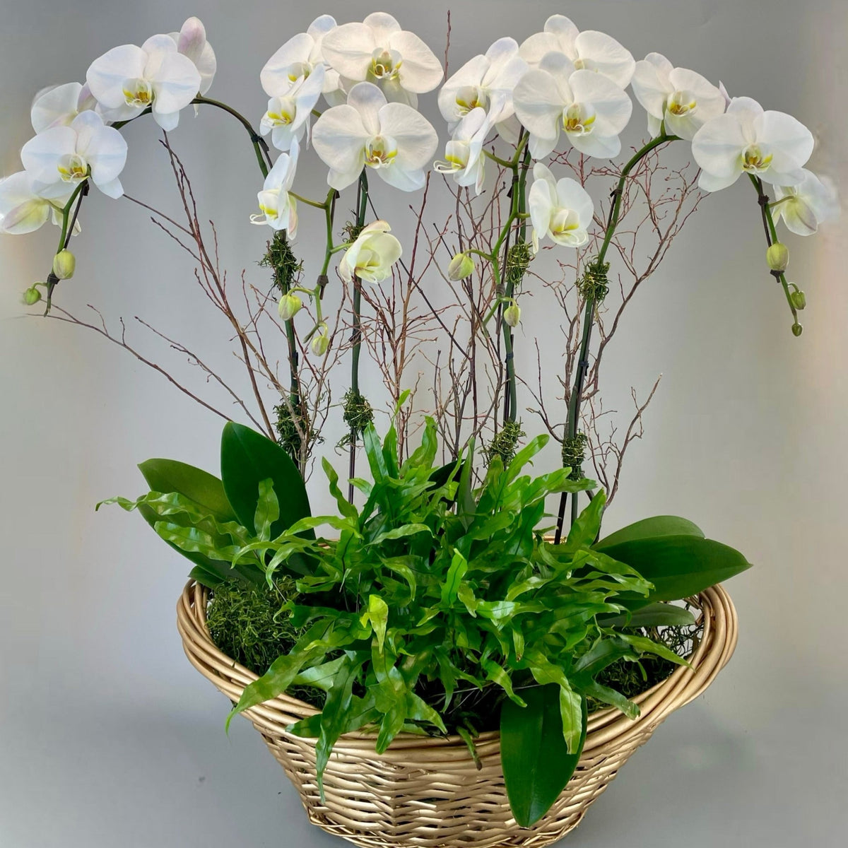 The Orchid Throne by Tooka Florist – Luxury Flowers Serving North, West & Greater Vancouver