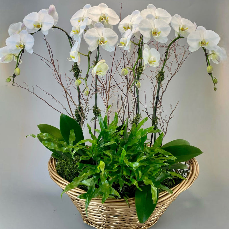 The Orchid Throne by Tooka Florist – Luxury Flowers Serving North, West & Greater Vancouver