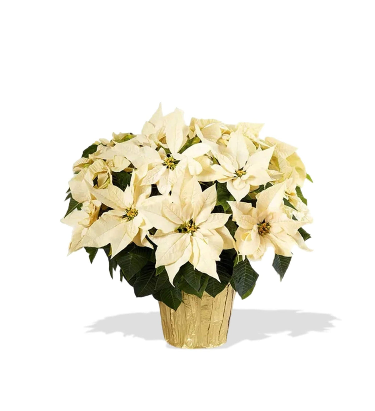 White Poinsettia by Tooka Florist – Luxury Flowers Serving North, West & Greater Vancouver