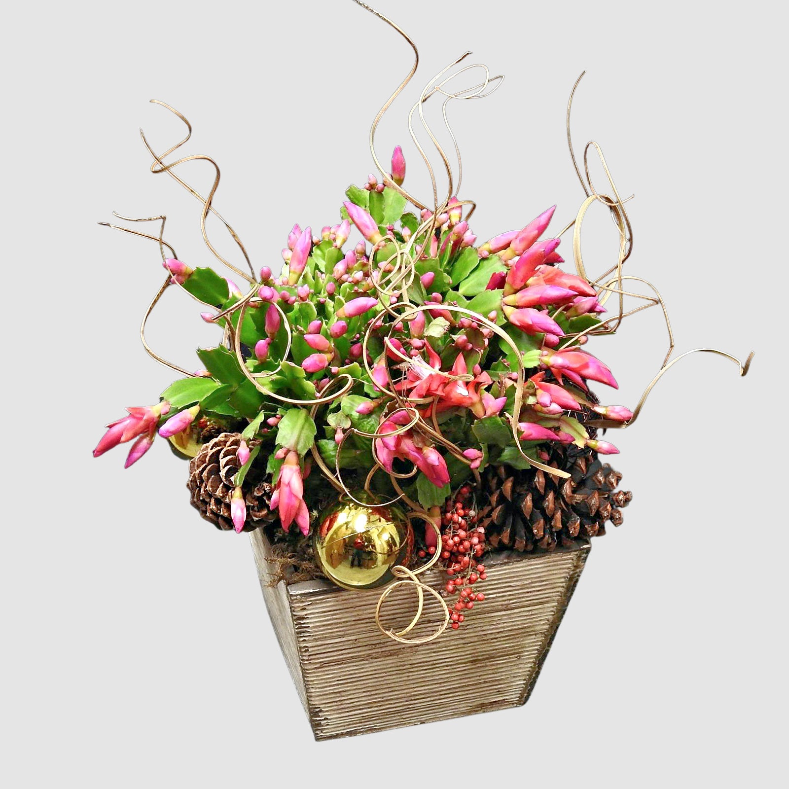 Christmas Cactus - Tooka Florist