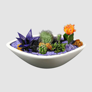 Purple Cactus - Tooka Florist
